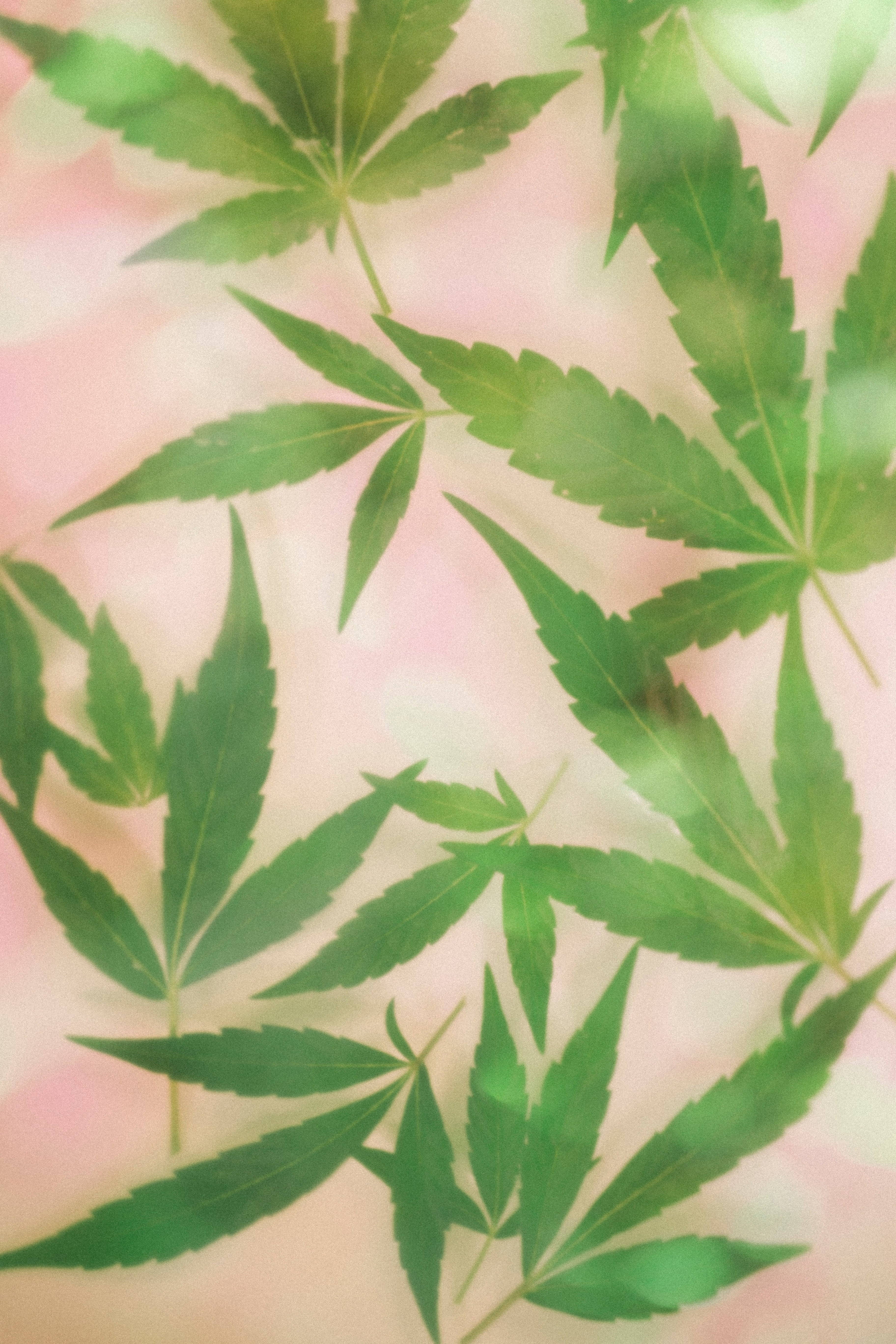 EVERYTHING YOU NEED TO KNOW ABOUT CBD
